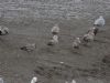 Caspian Gull at Hole Haven Creek (Steve Arlow) (74215 bytes)